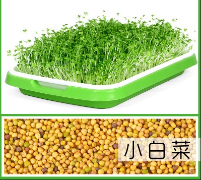 上海青种子  四季小白菜种子 产地直供 一件代发